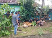 Masarakat Tanjung Ratu ilir Memotong Satu Ekor Sapi Sebagi Bentuk Syukur Atas Terpilihnya Ardito-Koheri Sebagai Bupati Dan Wakil Bupati Lampung Tengah