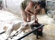 Ardito-Koheri Terpilih Sebagai Bupati Lamteng, Korwil Kota Gajah Potong Satu Ekor Kambing