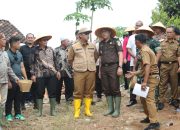 Ardito Wijaya, M.K.M Hadiri Kegiatan Penanaman Jagung Serentak Satu Juta Hektar Lahan Di Kabupaten Lamteng