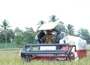 Wakil Bupati Lampung Tengah Panen Raya Di Bekri, Dukung Produktivitas Petani