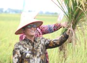 Bupati Ardito Wijaya Dan Wabup I Komang Koheri Ikuti Panen Raya Dan Tanam Padi Bersama MT III Petani Mitra Adhyaksa
